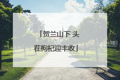 贺兰山下 头茬枸杞迎丰收